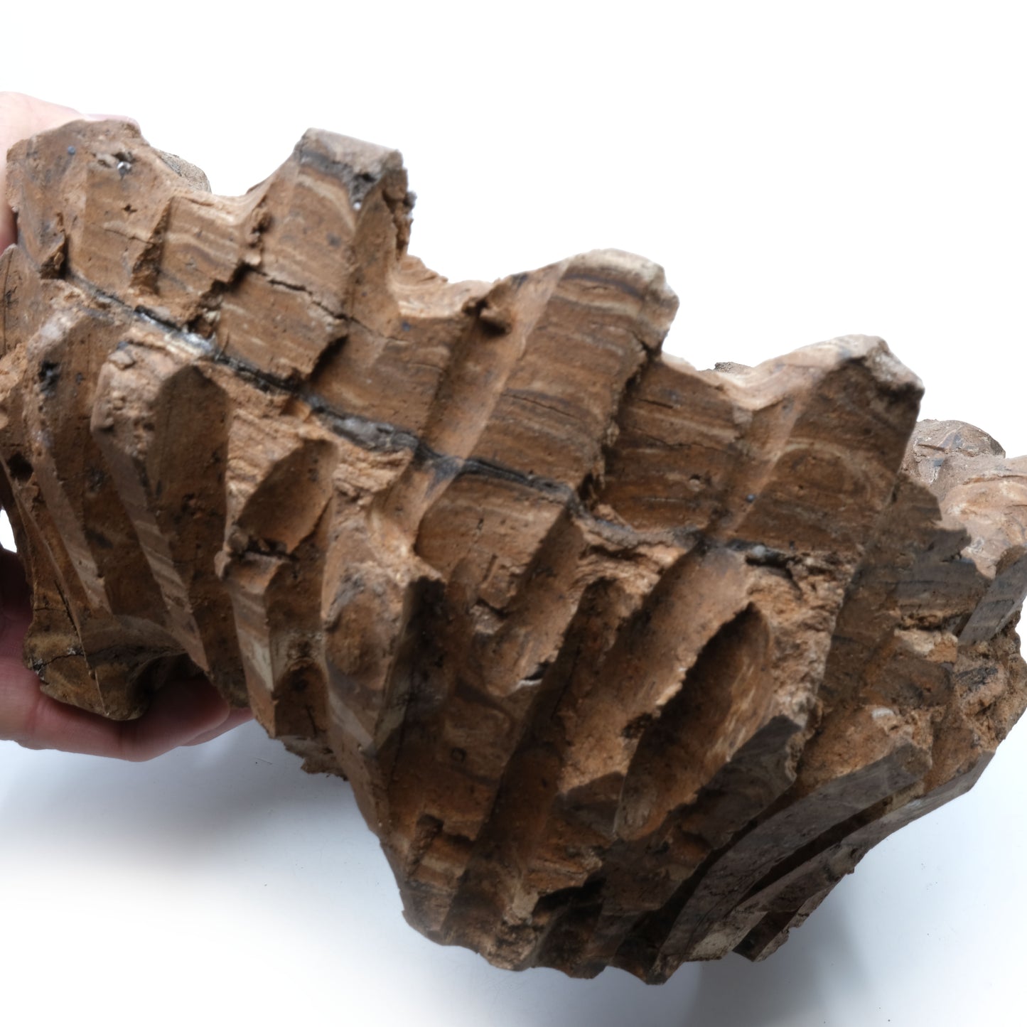 HMN70 / Shota Himeno "Four months in the making Marble BIG Tsubomi"