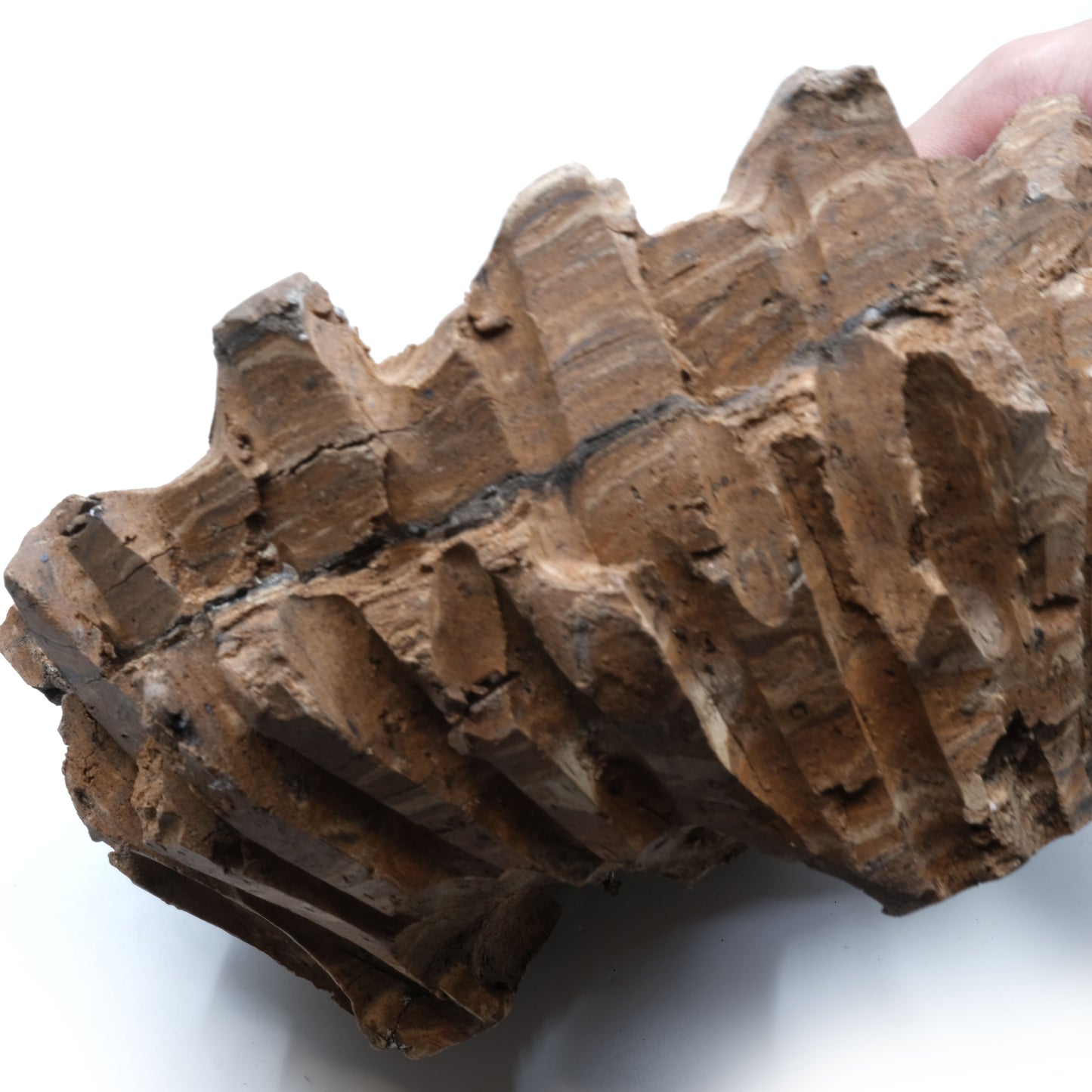 HMN70 / Shota Himeno "Four months in the making Marble BIG Tsubomi"